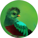 Stephane Queroy profile picture